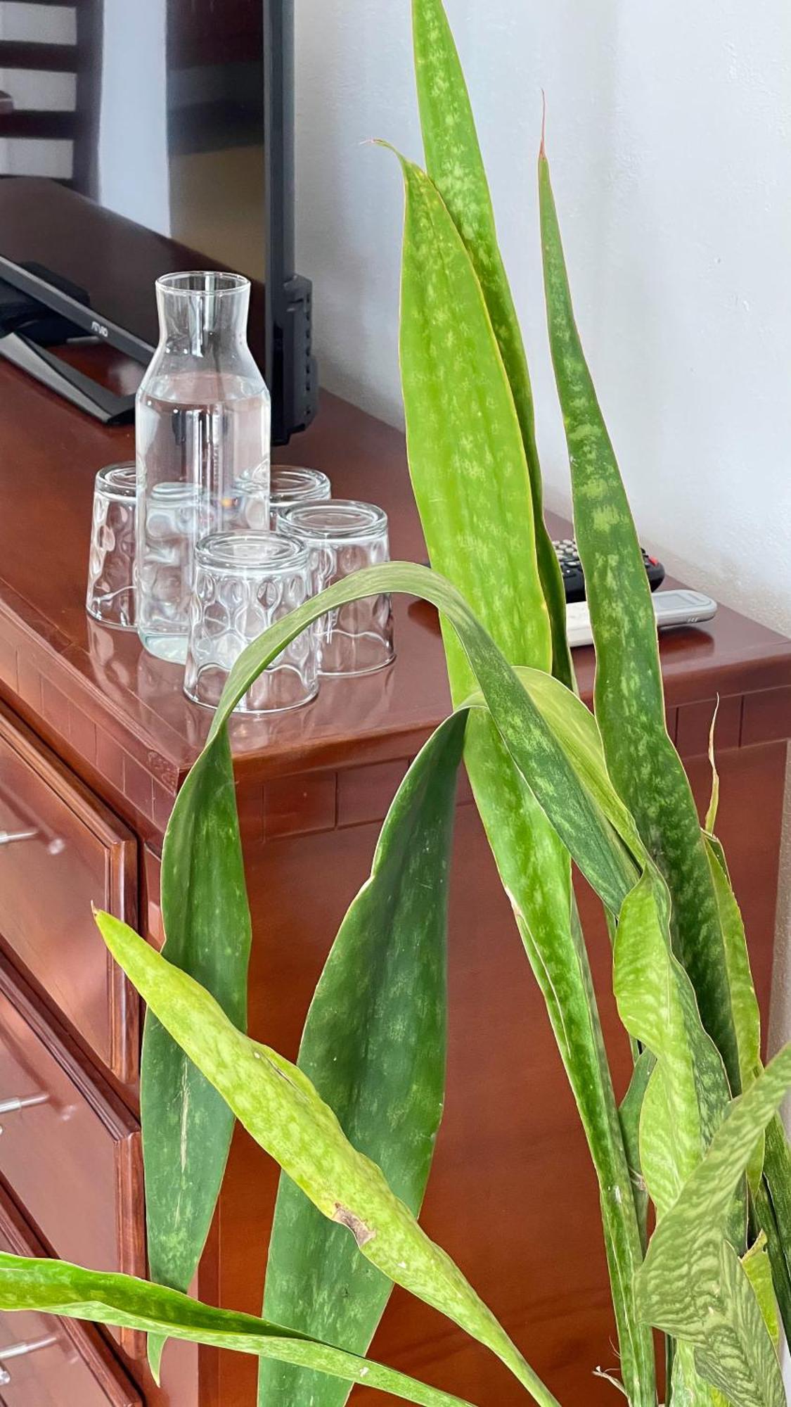 Quinta Alberto Boutique Hotel サン・ブラス 部屋 写真